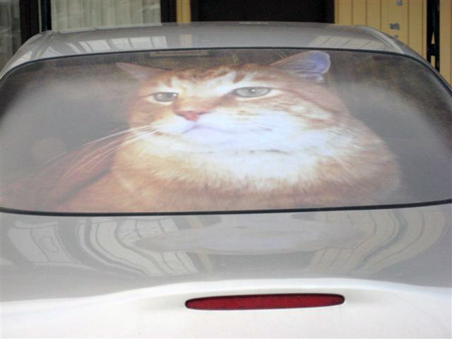 Catmobile