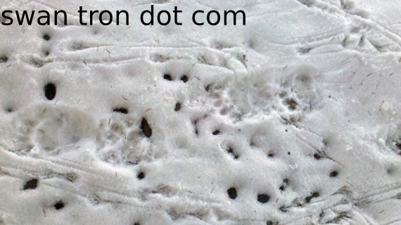 bear tracks in bozeman