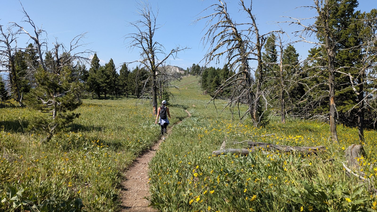 Katie on the trail through wildflowers, register box hill behind her